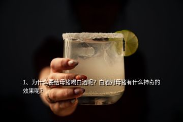 1、為什么要給母豬喝白酒呢？白酒對(duì)母豬有什么神奇的效果呢？