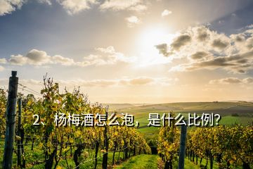 2、楊梅酒怎么泡，是什么比例？