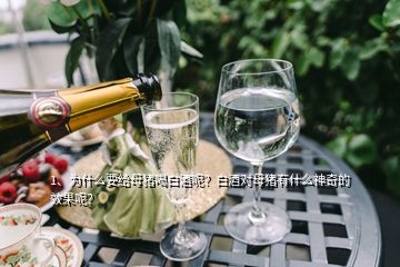 1、為什么要給母豬喝白酒呢？白酒對(duì)母豬有什么神奇的效果呢？