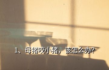 1、母豬咬小豬，該怎么辦？