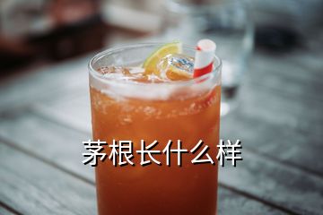 茅根長什么樣