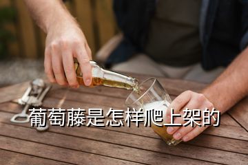 葡萄藤是怎樣爬上架的