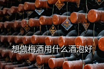 想做梅酒用什么酒泡好