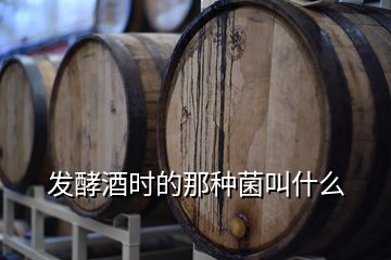 發(fā)酵酒時的那種菌叫什么