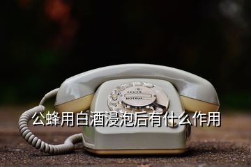 公蜂用白酒浸泡后有什么作用