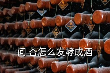 問 杏怎么發(fā)酵成酒