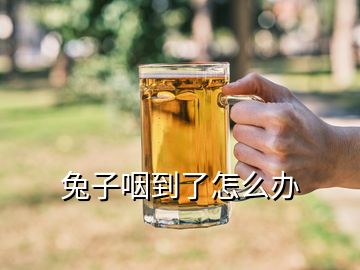 兔子咽到了怎么辦