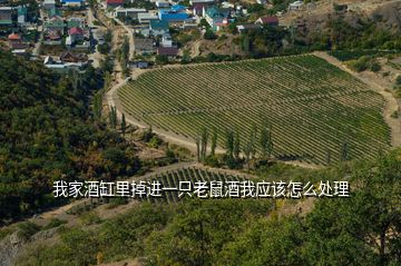 我家酒缸里掉進一只老鼠酒我應該怎么處理