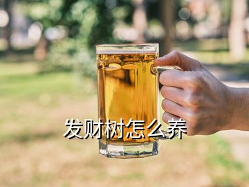 發(fā)財(cái)樹(shù)怎么養(yǎng)