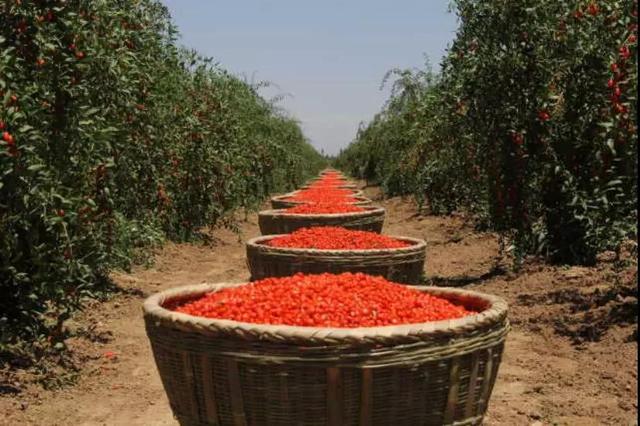 寧夏鋼鐵、寧夏紅董事長(zhǎng)曹廣江正式“官宣”：寧鋼61年積淀為基座，有信心承載寧夏紅的未來(lái)