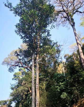 香格里拉70年老樹價格(香格里拉70年老樹紅酒價格)