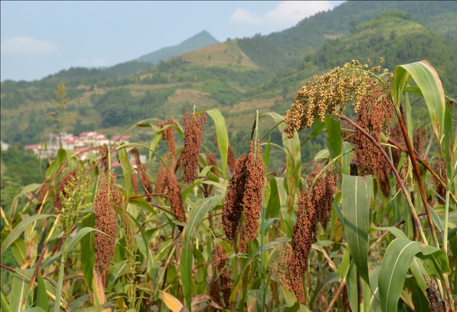 茅臺基地辦(茅臺生產(chǎn)基地)