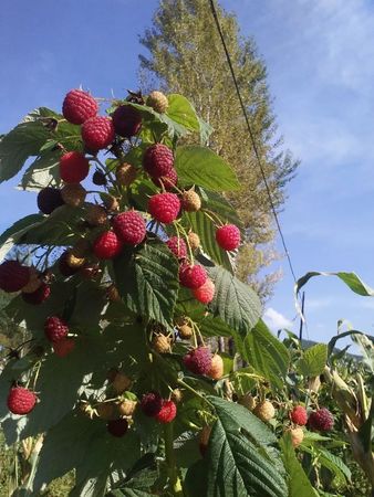 白酒如何泡紅樹(shù)莓(紅樹(shù)莓泡白酒的制作方法)