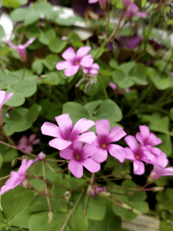 衡水小青花多少錢(衡水小青花酒價格表和圖片)