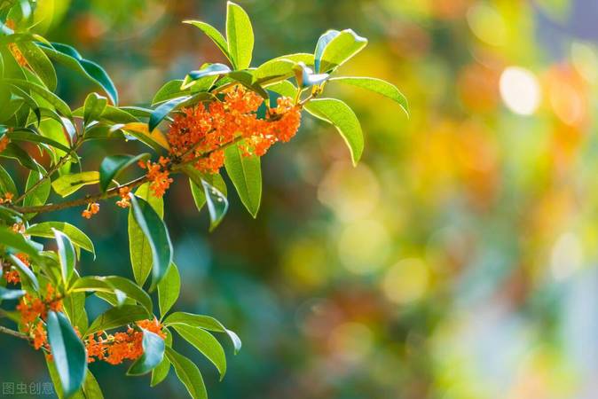 干桂花釀酒怎么釀(干桂花釀酒的做法)